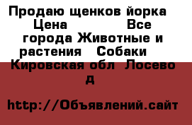 Продаю щенков йорка › Цена ­ 10 000 - Все города Животные и растения » Собаки   . Кировская обл.,Лосево д.